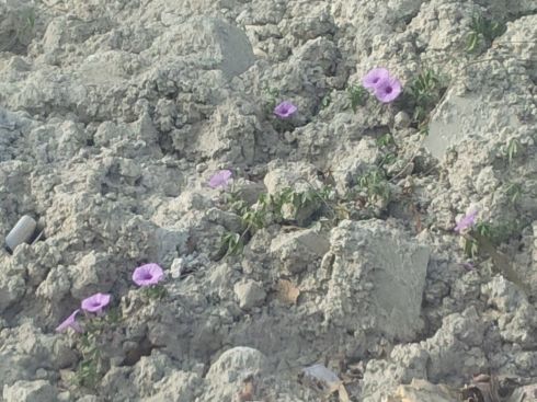 Flowers and Concrete.