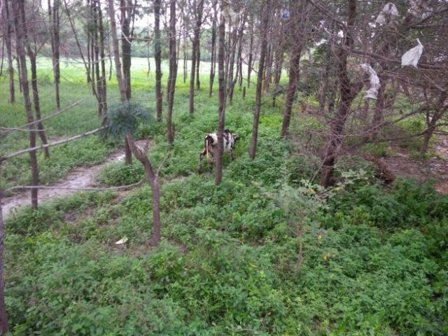 Cows. Free Roaming Cows :-)