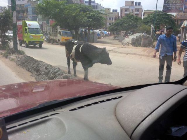 Cows care not of traffic.