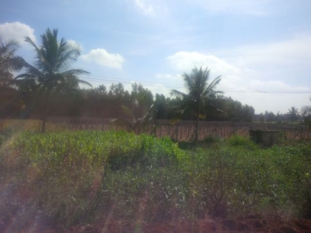 I think this is corn.