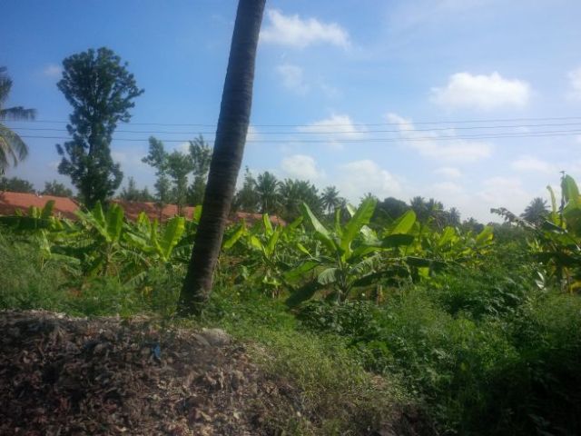 These are banana trees.