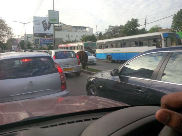 This cow, however, appears indifferent.