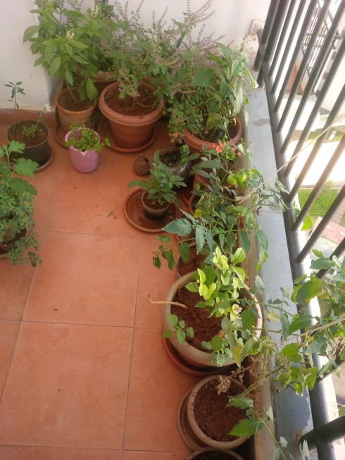 Goutham and Jaya's porch garden.