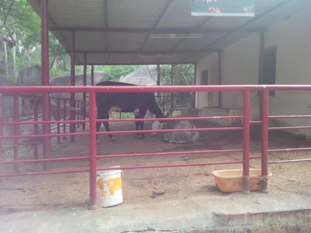 I think this is the first penned cow I've seen in any trip to India.