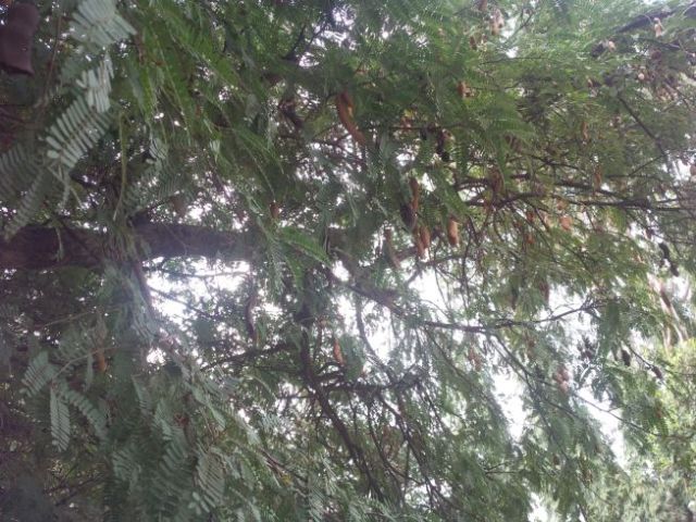 Tamarind tree.